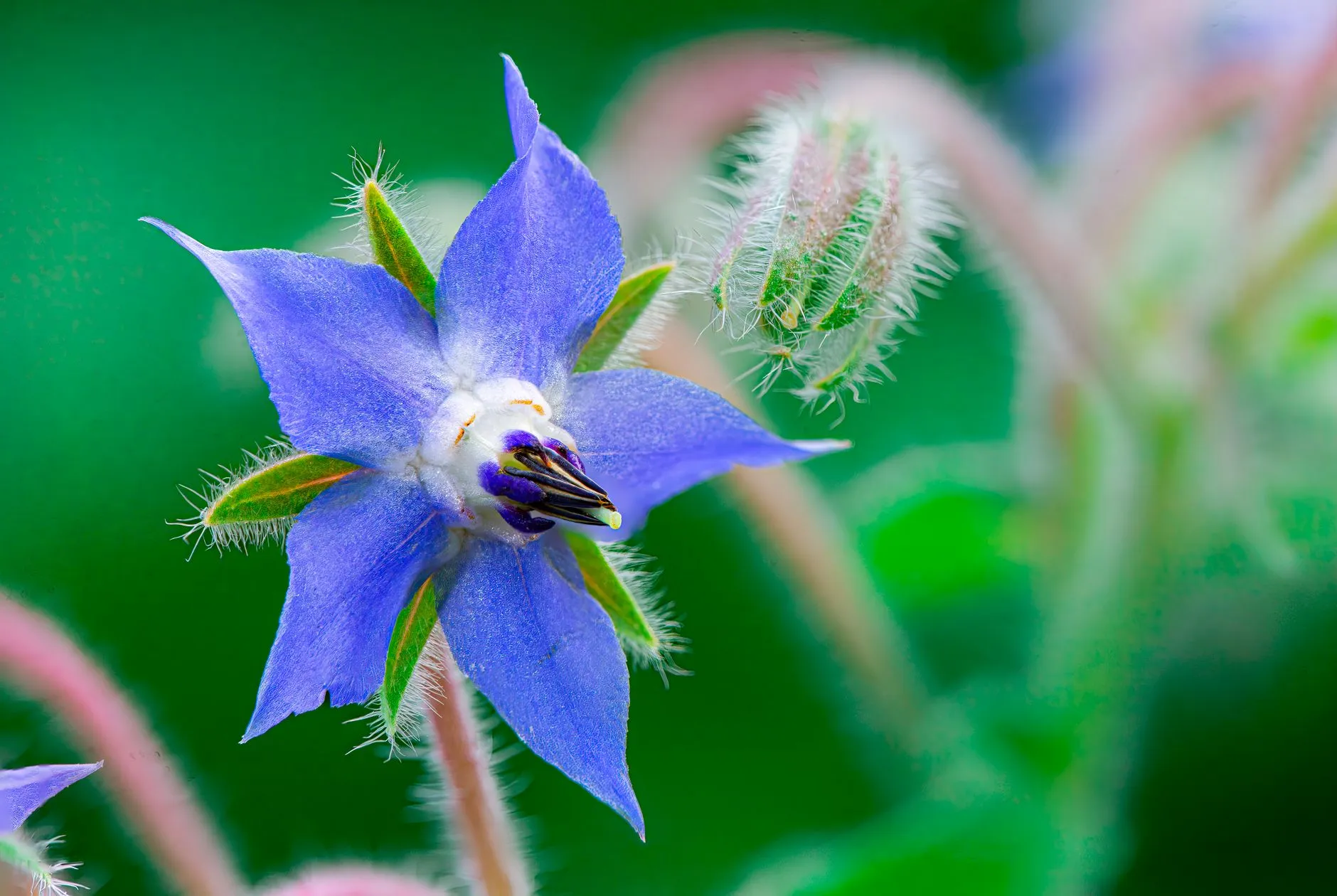 Borago interior
