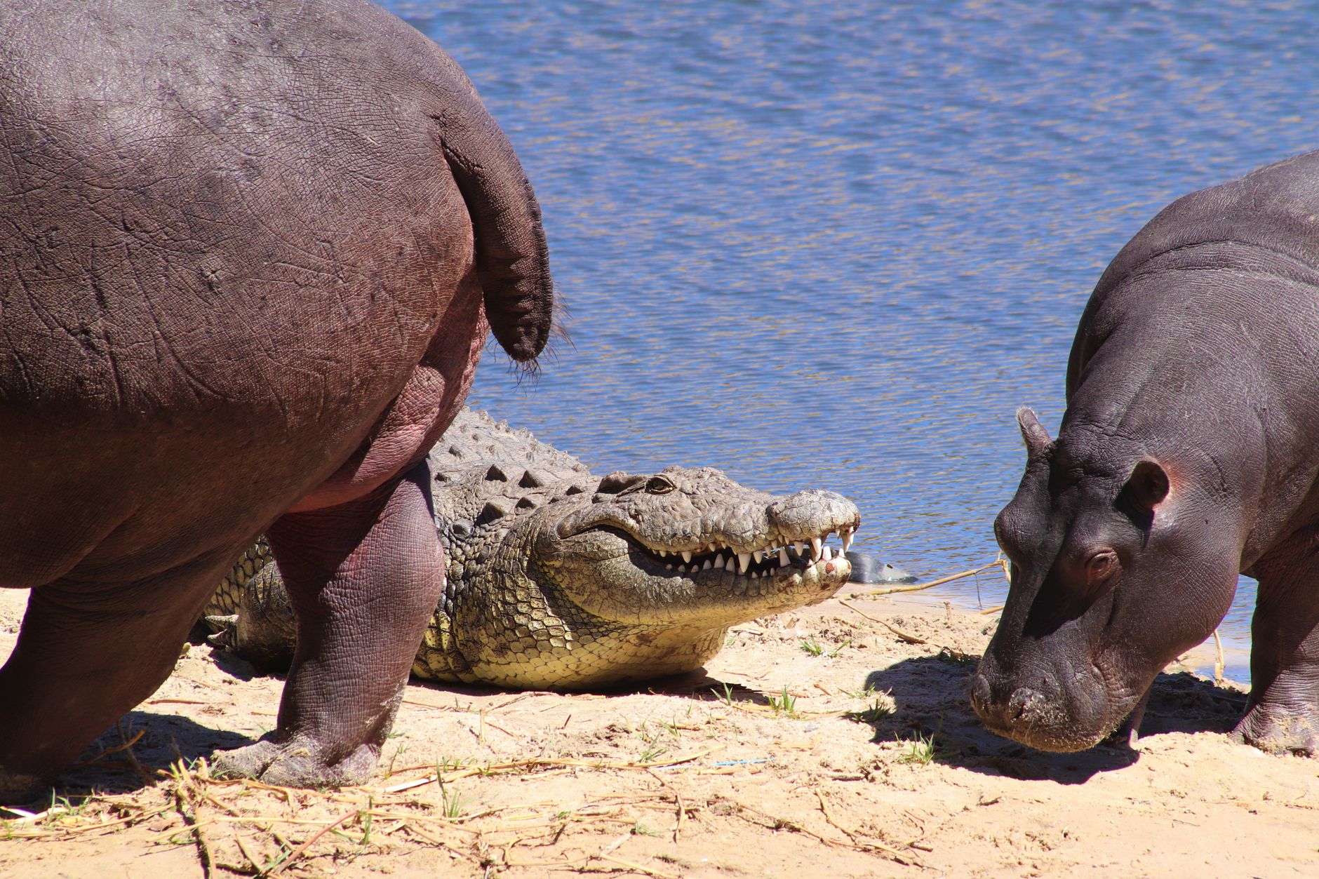 Panduan Lengkap Crocodile Camp: Restaurant Botswanan Modern Terbaik di Maun, Botswana
