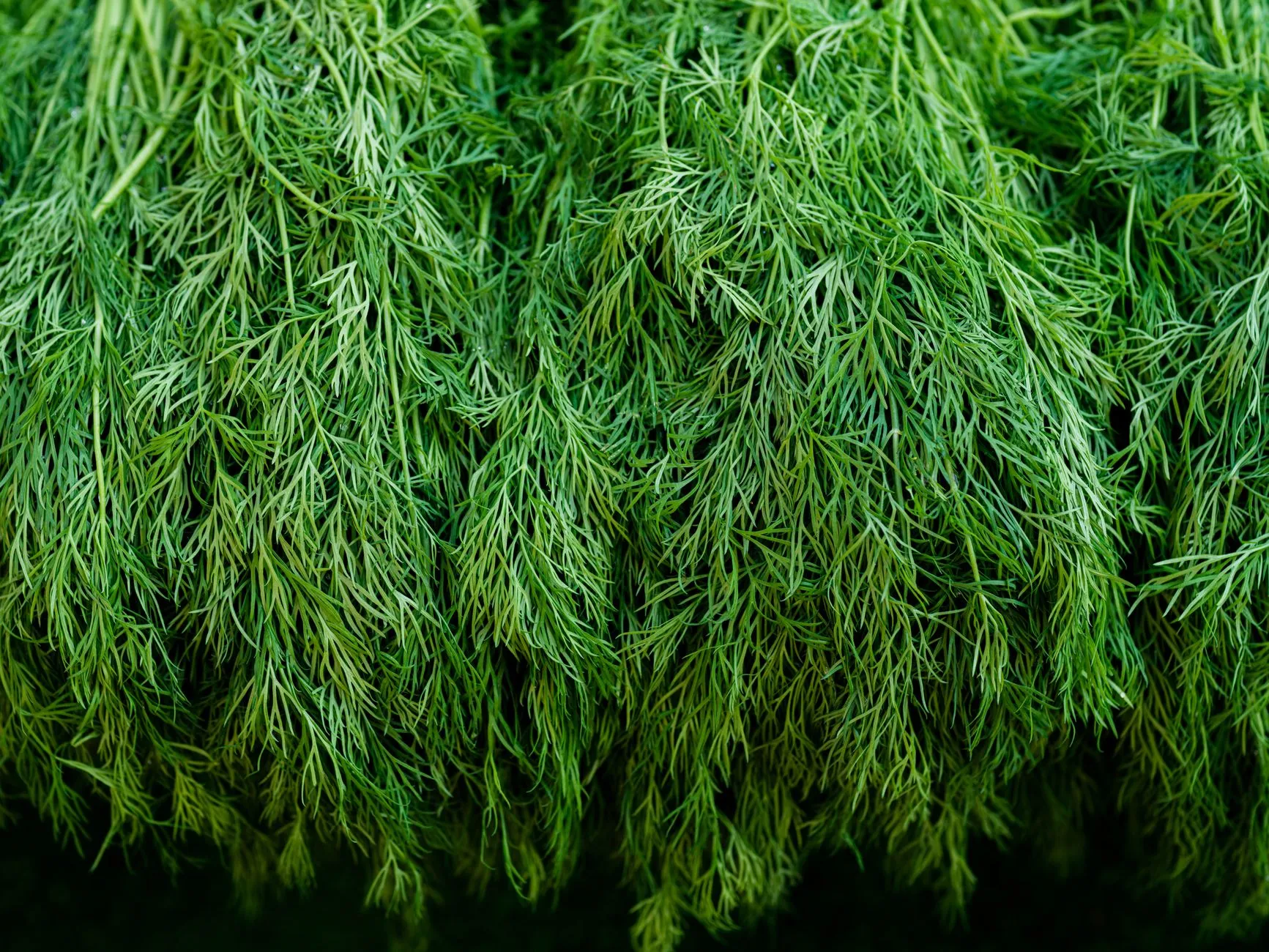 Dill Reykjavik Insight: New Nordic Excellence in Iceland