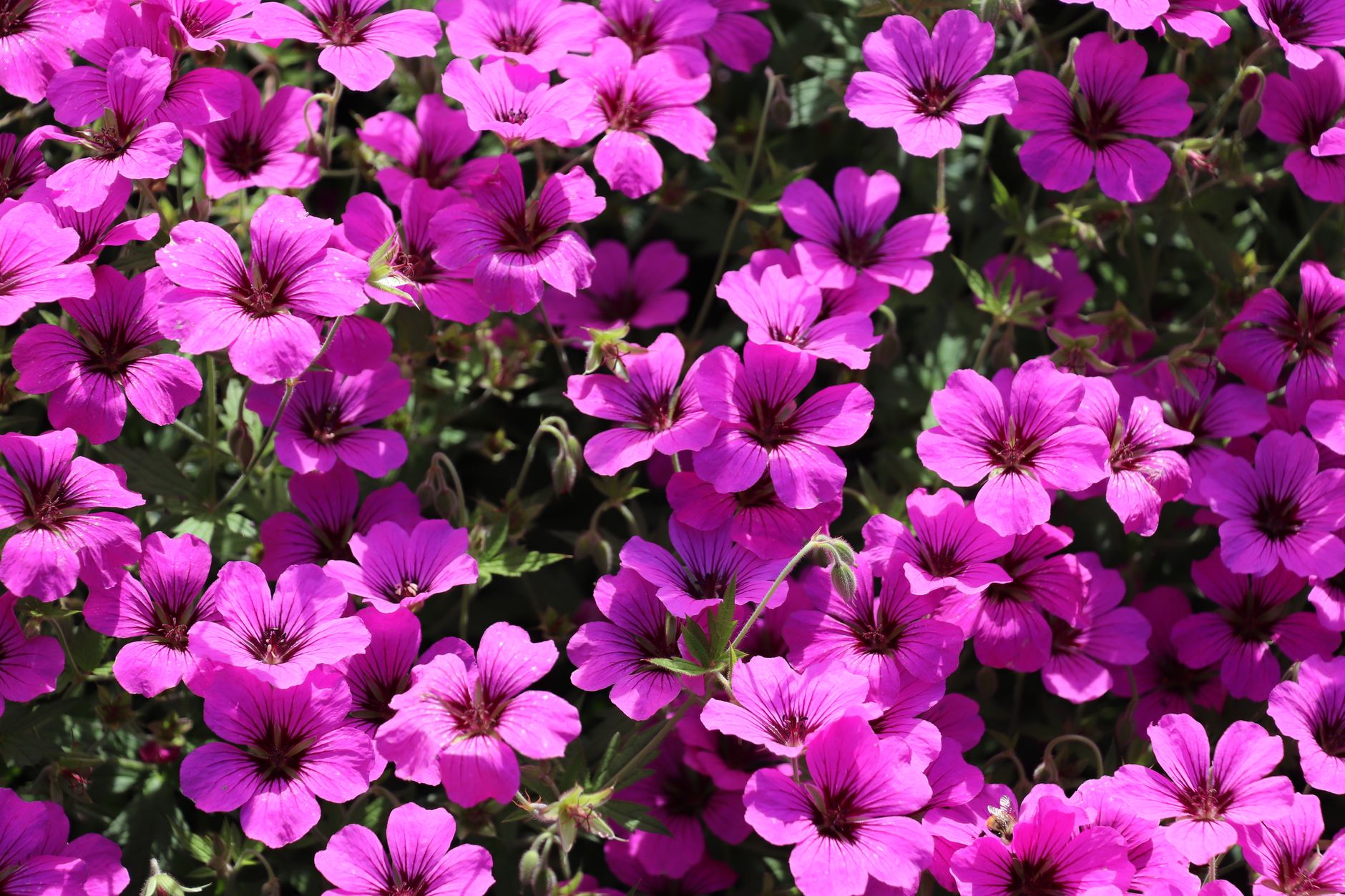 Geranium Copenhagen Insight: New Nordic Excellence in Denmark