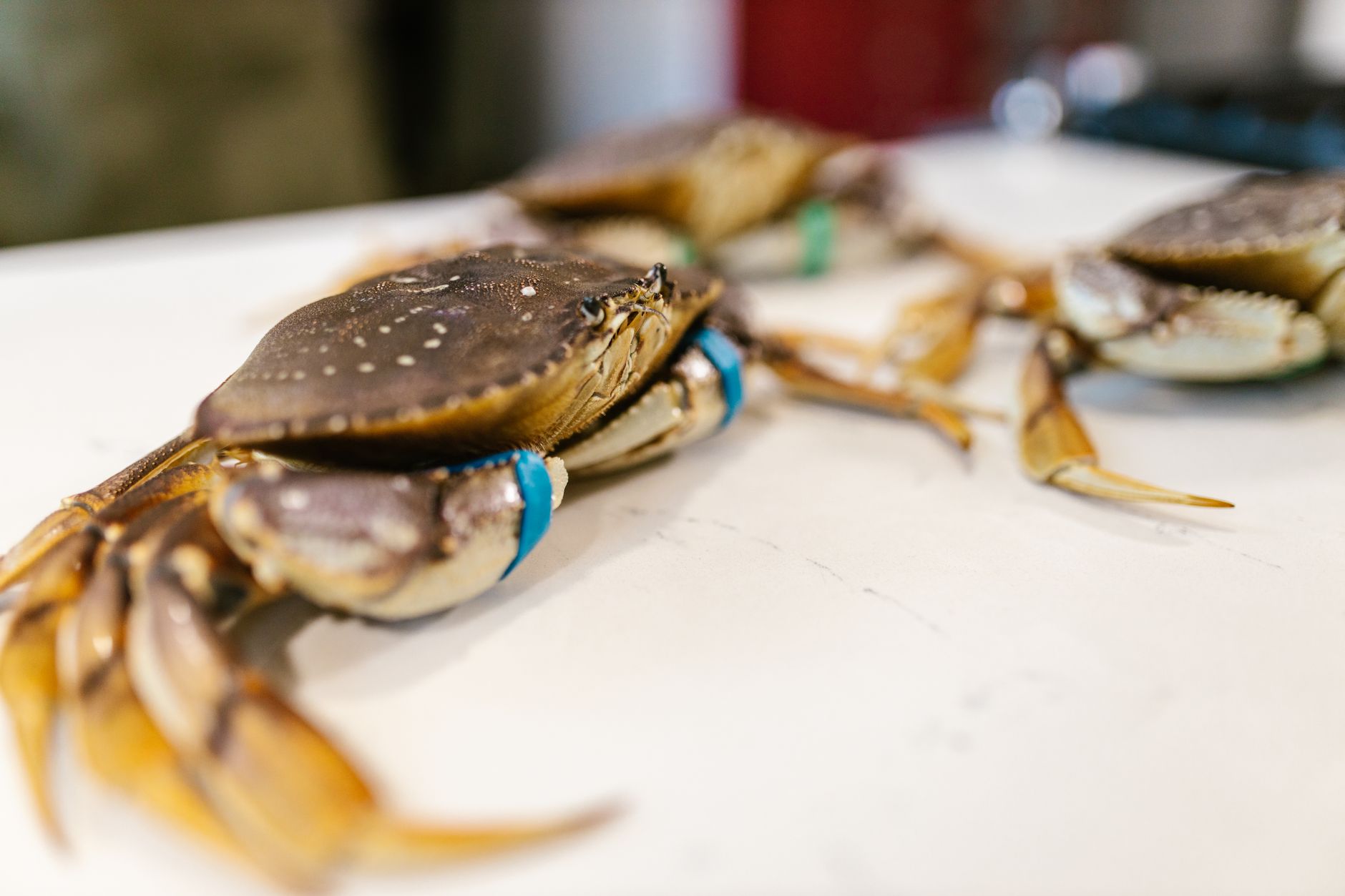 Joes Stone Crab Miami: Seafood Legendaris Miami Beach Sejak 1913