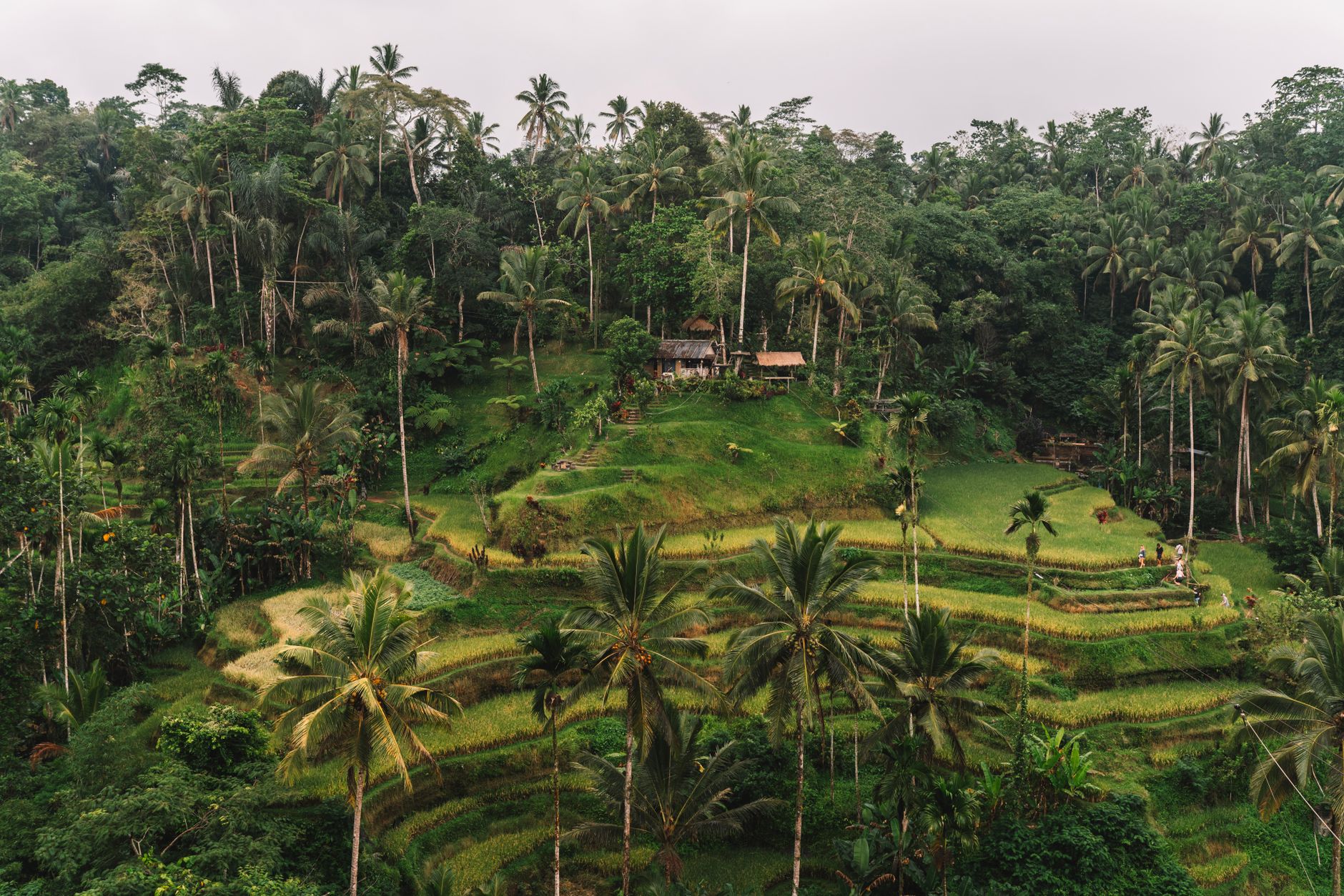 Panduan Kuliner Locavore Ubud: Fine Dining Modern Indonesian Terbaik Indonesia