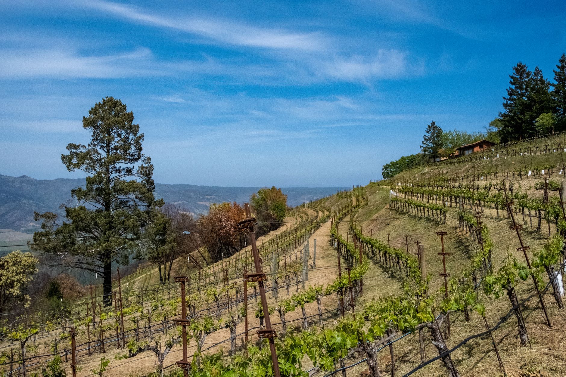 Meadowood Napa Guide: Essential Californian in USA