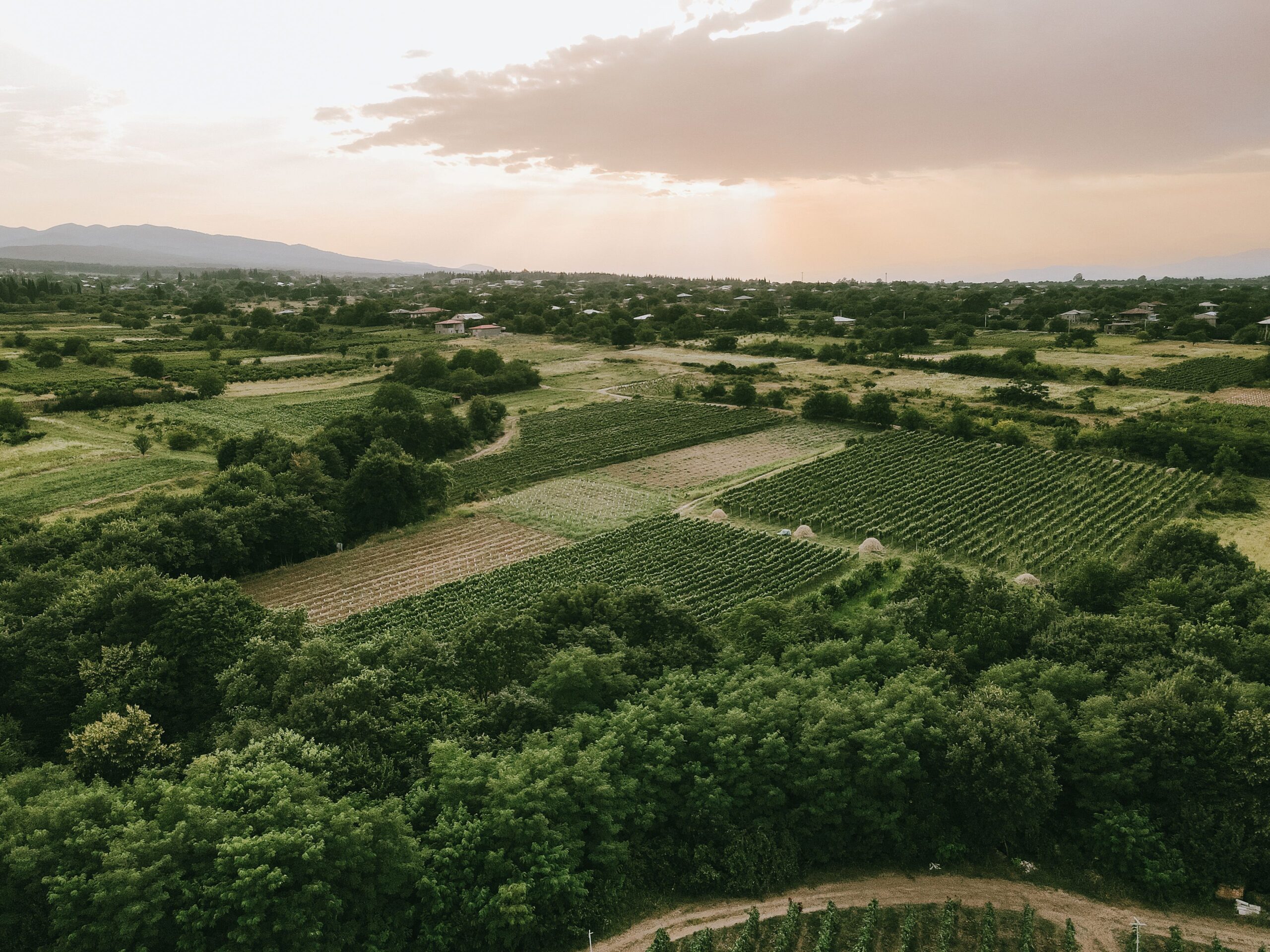Preserving Qvevri Winemaking: Kakheti’s Archaeological Ancient Winemaking