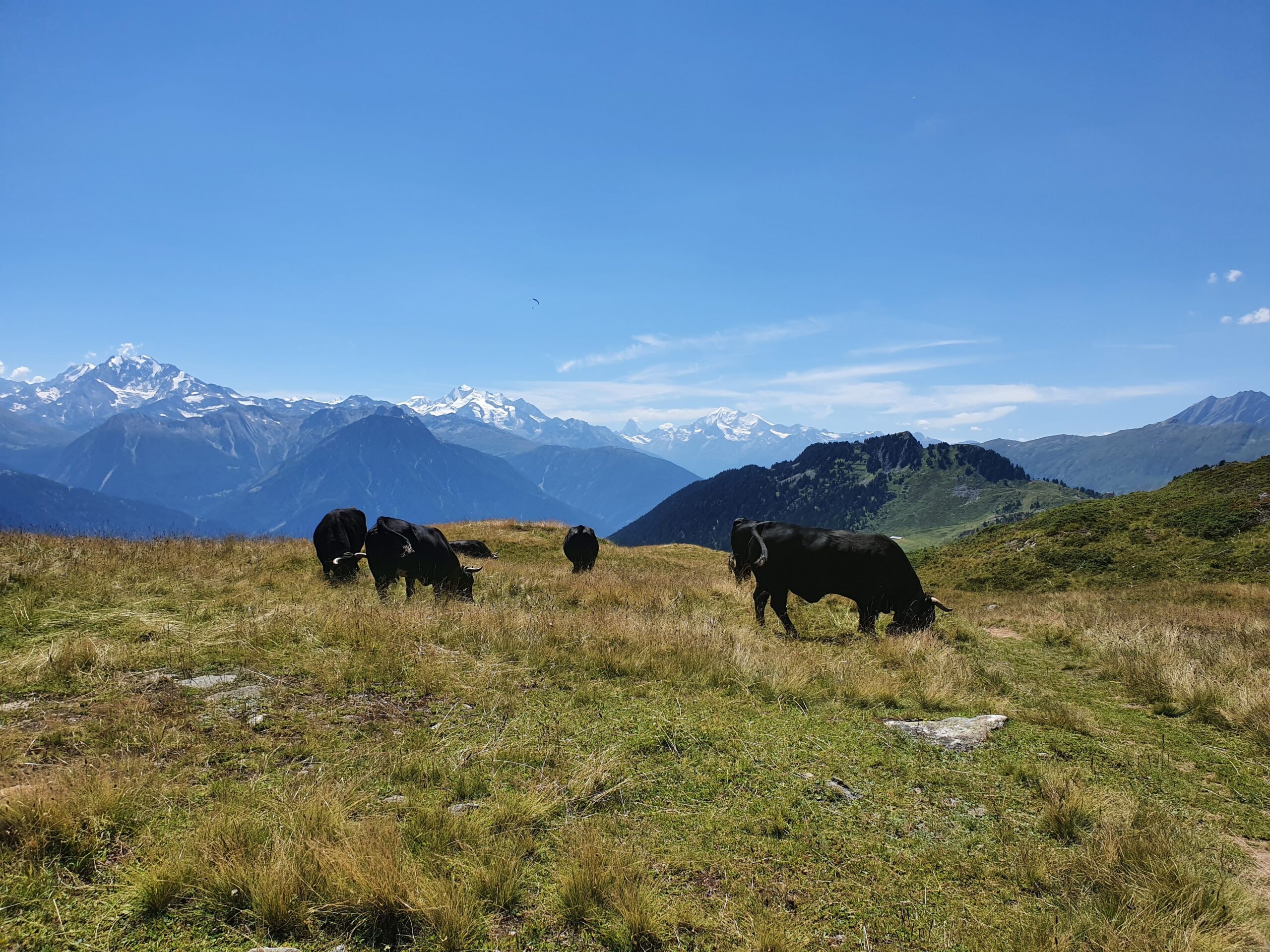 Beyond the Tourist Trail: Raclette du Valais AOP in Valais, Switzerland