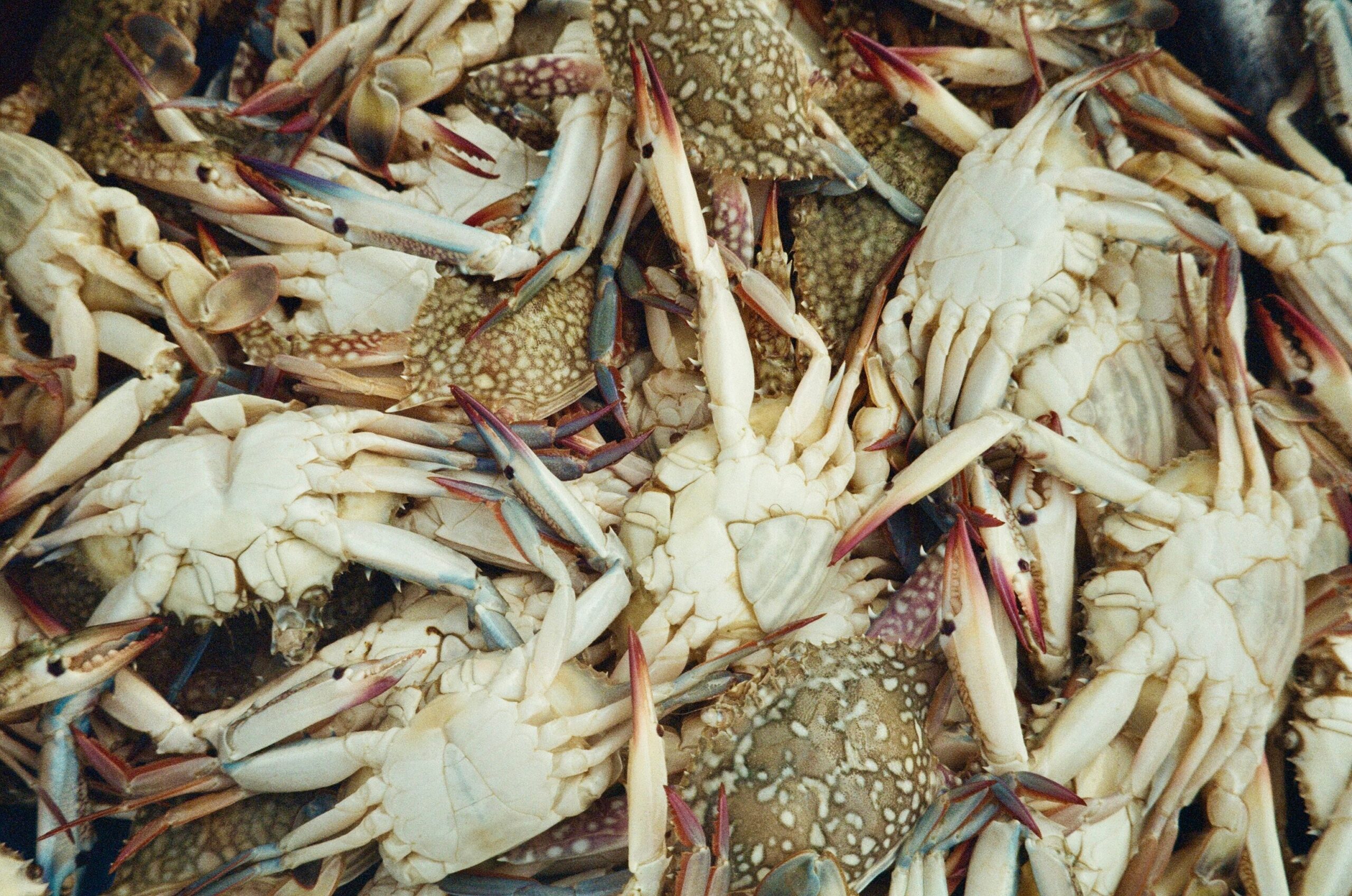 Ministry of Crab Files: Sri Lankan, Crab, Seafood, And Budget In Colombo