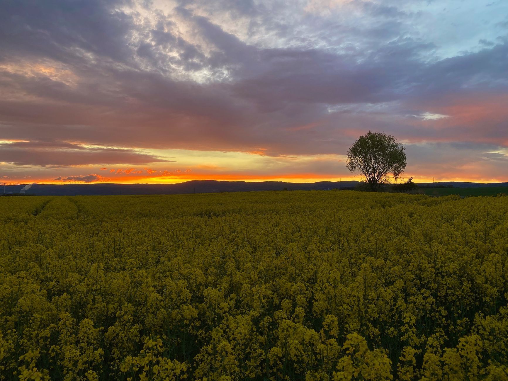 Field Prague Modern Czech