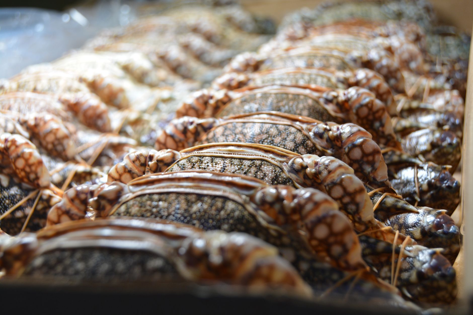 Kepiting Kenari Klandasan Analysis: Why This Restaurant Leads Indonesia